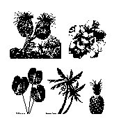 FLORA.BMP