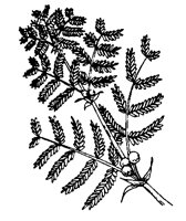 ACACIA.BMP
