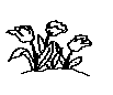 TULIPS.BMP