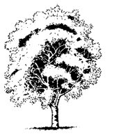 TREE3.BMP