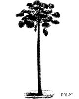 PALM33.BMP