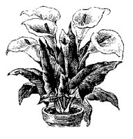LILY1.BMP
