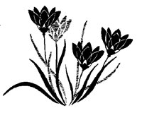 FLOWER9.BMP