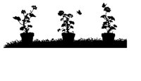 FLOWER7.BMP