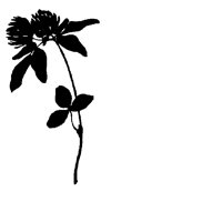FLOWER6.BMP