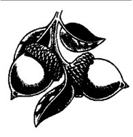 ACORN.BMP