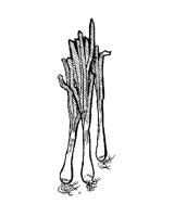 SCALLION.BMP