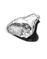 11.BMP