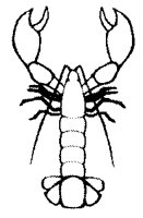 LOBSTER1.BMP