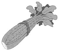 CELERY.BMP