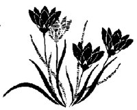 FLORAL53.BMP