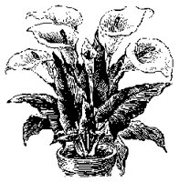 FLORAL40.BMP