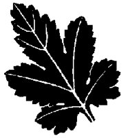 FLORAL24.BMP