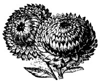 FLORAL08.BMP