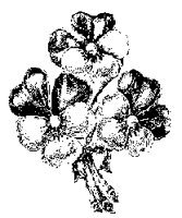 FLORAL01.BMP