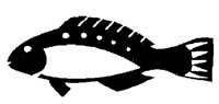 PARROT.BMP