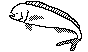 MAHIMAHI.BMP