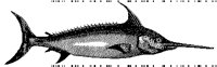 FISH8.BMP