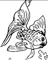 FISH7.BMP