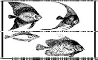 FISH6.BMP