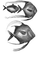 FISH5.BMP