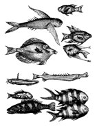 FISH3.BMP