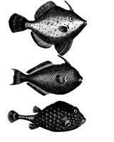 FISH2.BMP