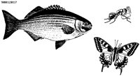 FISH108.BMP