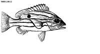 FISH105.BMP