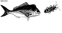 FISH104.BMP