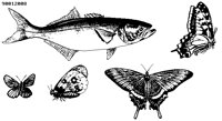 FISH103.BMP