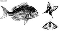FISH102.BMP