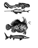 FISH1.BMP