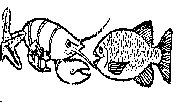 FISH.BMP