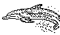 DOLPHIN.BMP