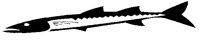 BARACUDA.BMP