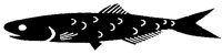 ANCHOVY.BMP