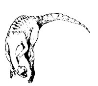 DRAGON1.BMP