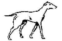 DOG40.BMP
