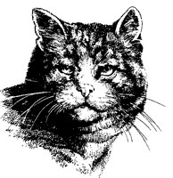 CAT.BMP