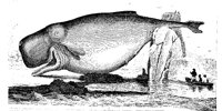 WHALE.BMP