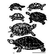 TORTOISE.BMP
