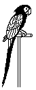 PARROT.BMP