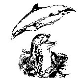 DOLPHINS.BMP