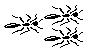 ANTS.BMP