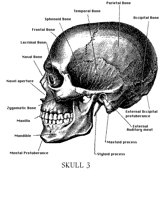 SKULL3.BMP