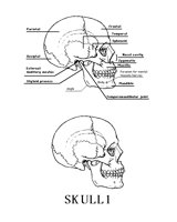 SKULL1.BMP
