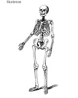 SKELETON.BMP