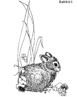 RABBIT1.BMP