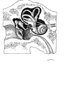 EAR.BMP